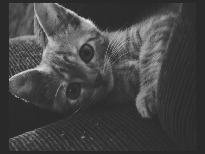 RETRATODE UM GATO