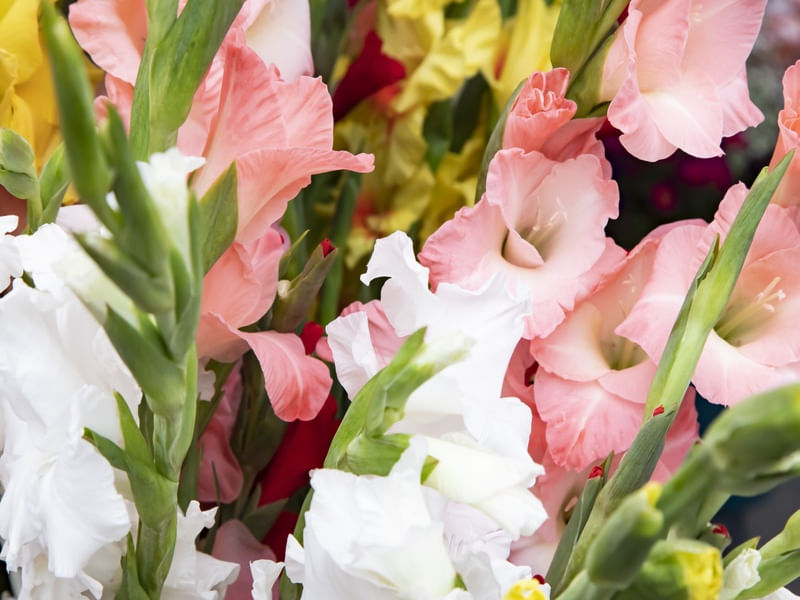 FLORES DASBODAS