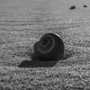 CARACOL NA PRAIA