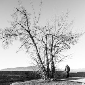 NO LEAVES 1