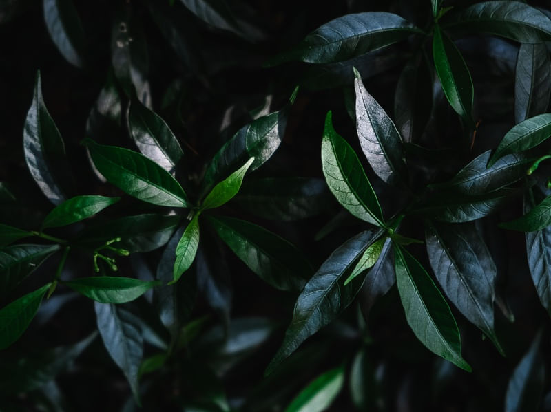 TEXTURAS - FOLHAS VERDES 01