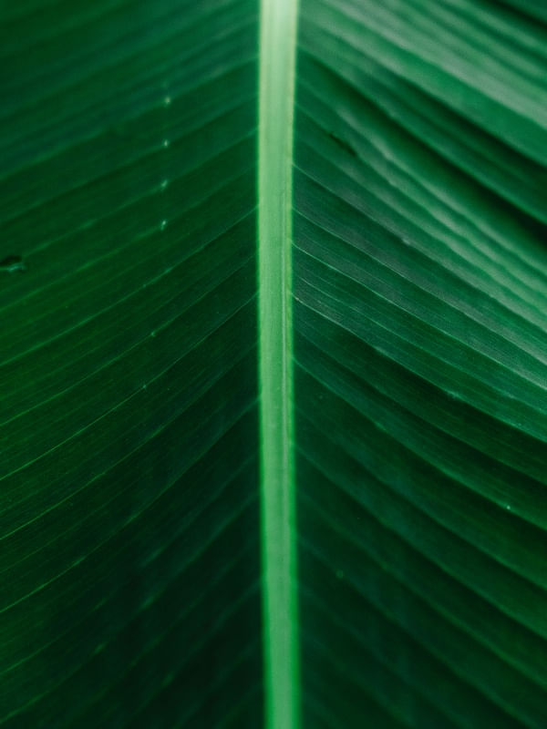 TEXTURAS - FOLHA VERDE DE BANANEIRA 02