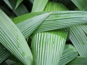 RECORTE DAS FOLHAS VERDES