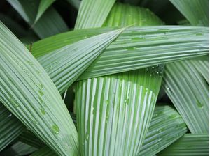 FOLHAS VERDES EM DETALHE