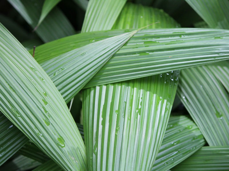 FOLHAS VERDES EM DETALHE