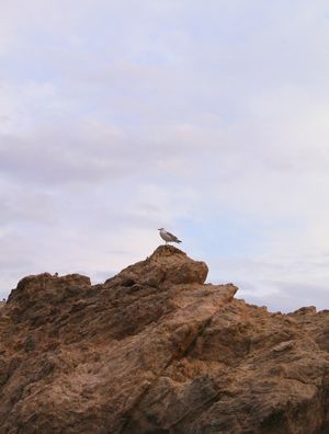 BIRDROVINIK