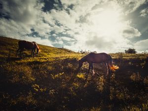 CAVALOS AO SOL