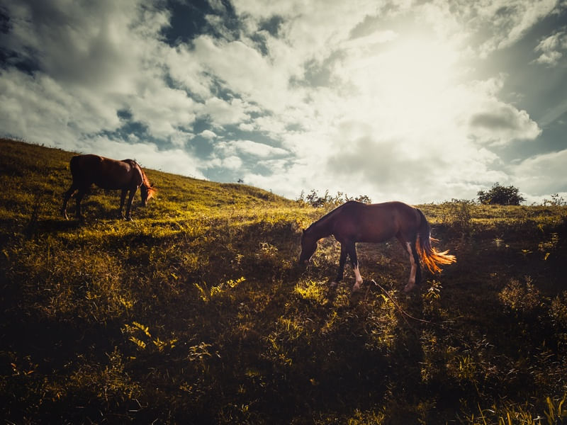 CAVALOS AO SOL