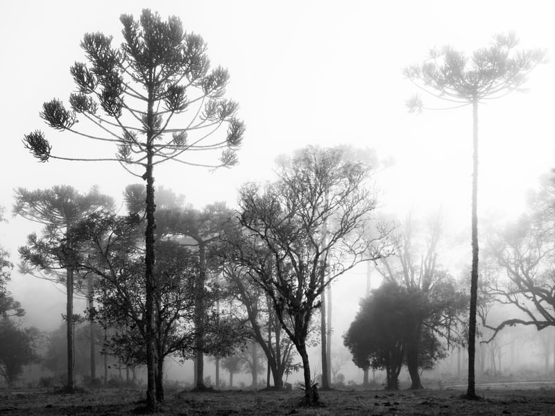 AMANHECER NO INVERNO