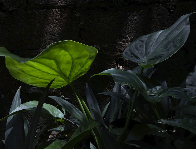 FOLHAGEM VERDE ILUMINADA