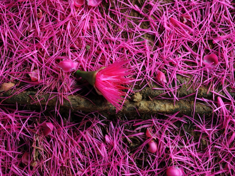 FLOR DE JAMBOSA