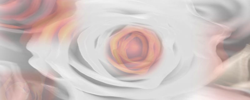 ROSA E O ROSTO BRANCO