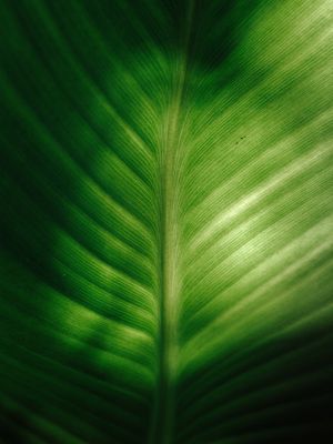 FOLHA LARGA VERDE
