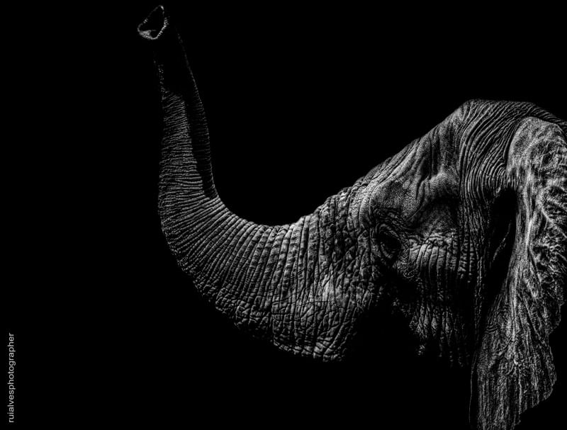 ELEFANTE 01