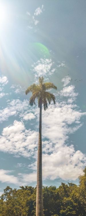 COQUEIRO