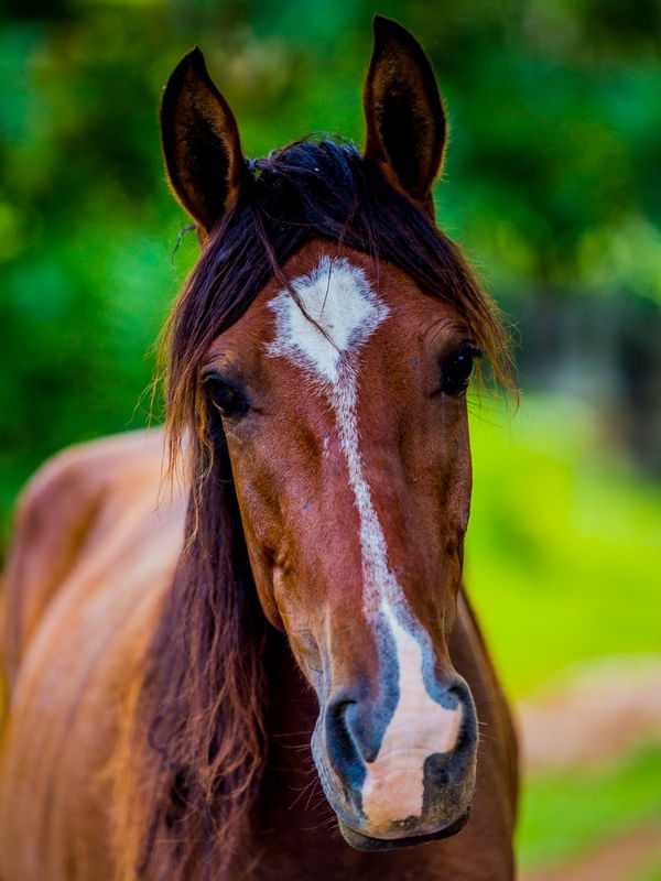CAVALO MARROM