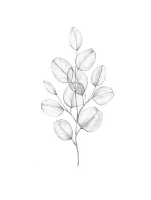 EUCALYPTUS SP