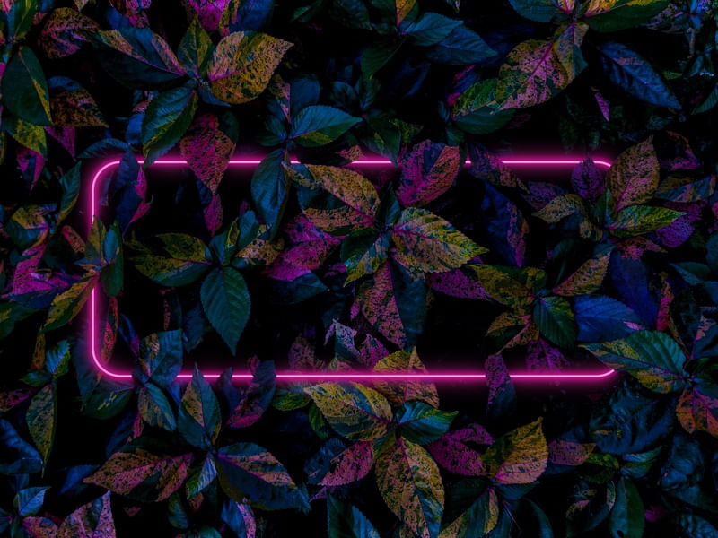 FLORES NEON