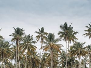 COQUEIROS NA BAHIA