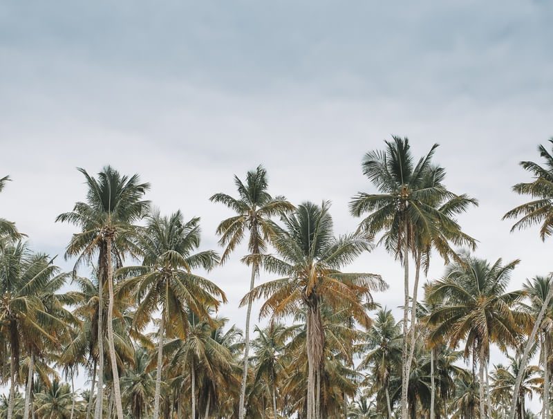 COQUEIROS NA BAHIA