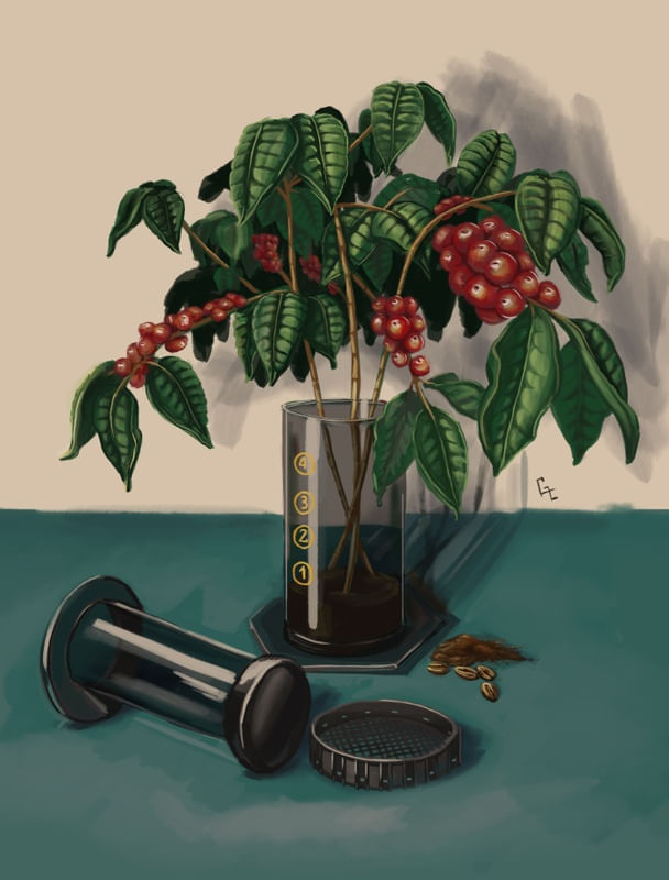 AEROPRESS COFFEE PLANT