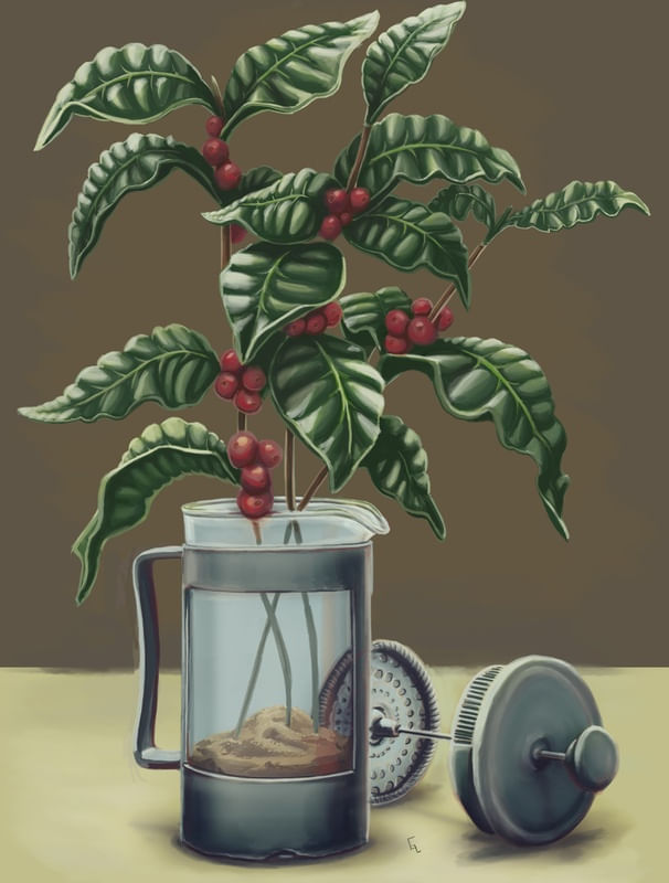 FRENCH PRESS COFFEE PLANT