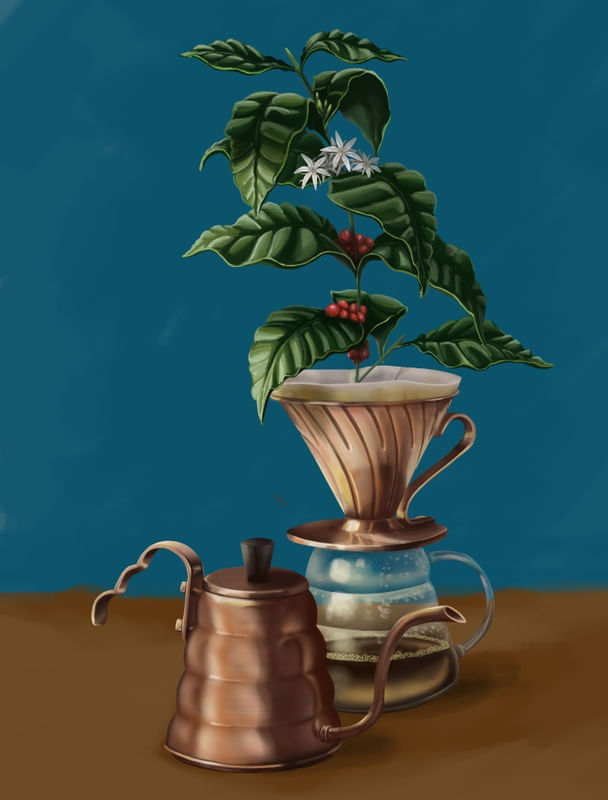 V60 POUR OVER COFFEE PLANT