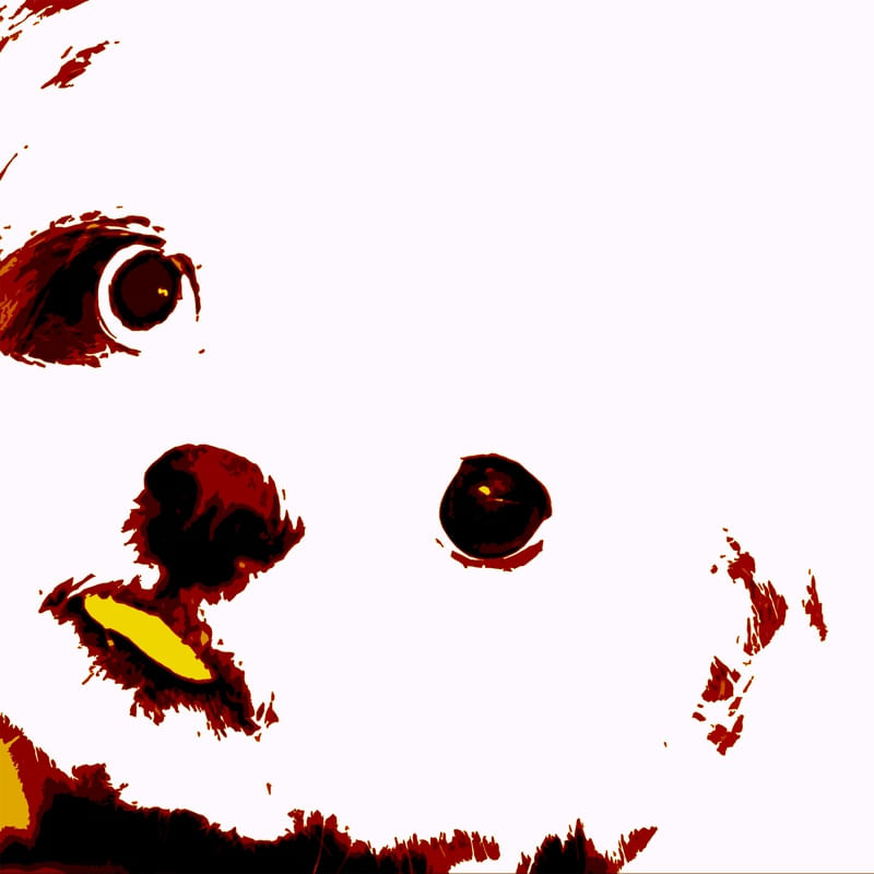 CLOSE UP DOG