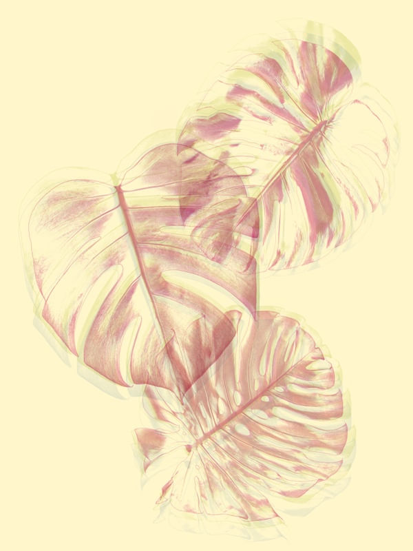 CHROMATIC LEAVES