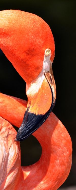 RED FLAMINGO