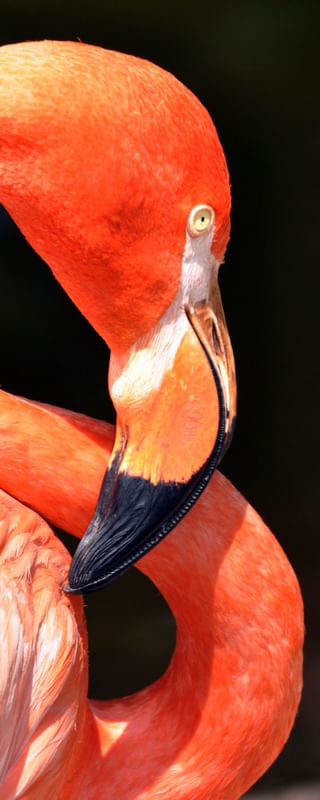 RED FLAMINGO