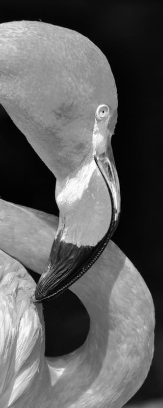 FLAMINGO DESCOLORIDO