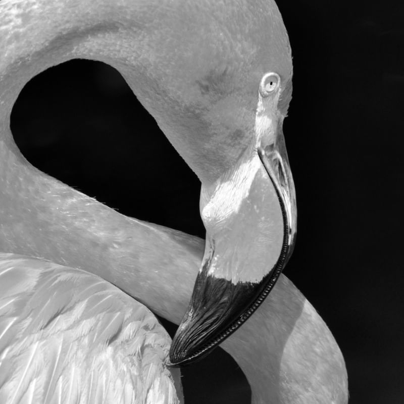 FLAMINGO DESCOLORIDO 2