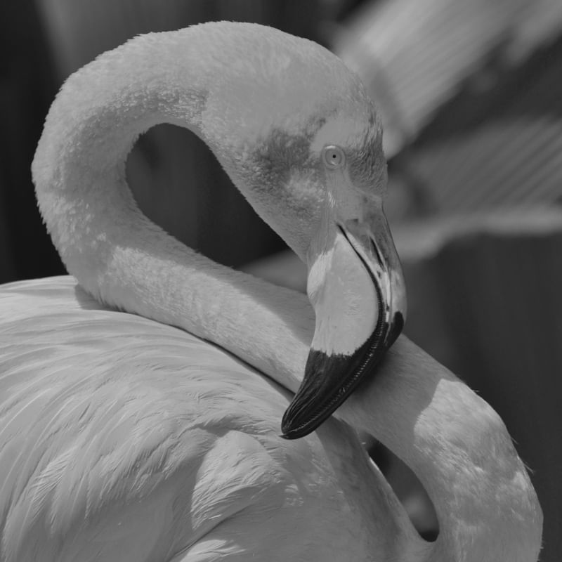FLAMINGO DESCOLORIDO 3