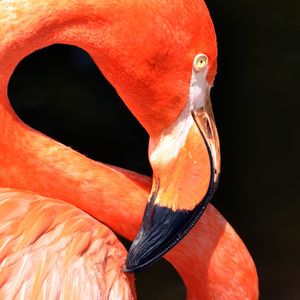 RED FLAMINGO 2