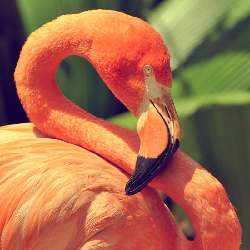 RED FLAMINGO 3