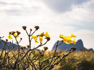 MOUNTAIN FLOWER