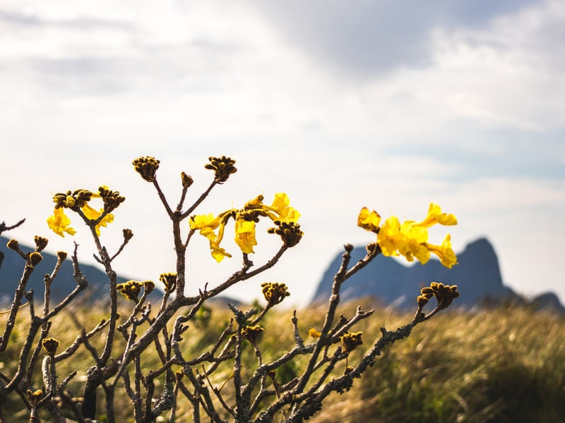 MOUNTAIN FLOWER