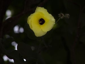 YELLOW, GREEN AND BLACK