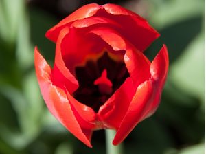 TULIPA VERMELHA