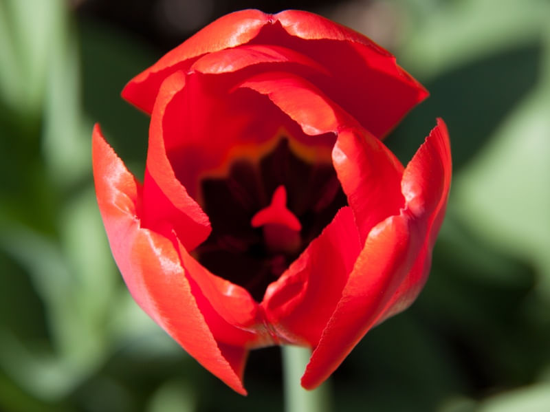 TULIPA VERMELHA