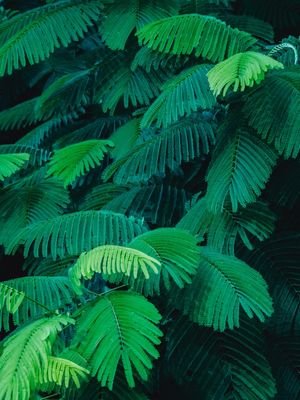 FOLHAGEM TROPICAL_14