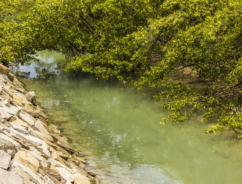 VERDE DAS ÁGUAS, VERDE DAS FOLHAS