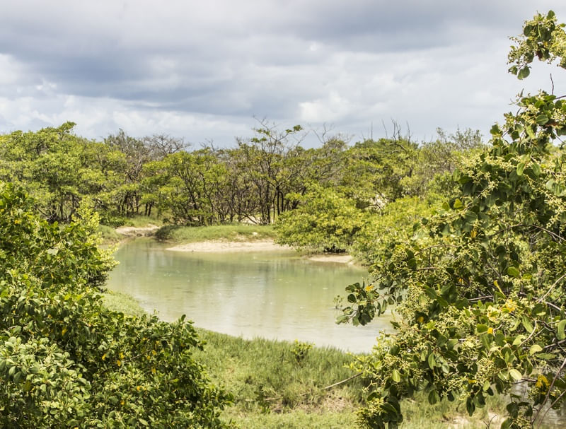 MANGUE - PRAIA DO FORTE
