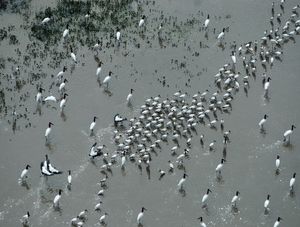 TUIUIÚS NO PANTANAL