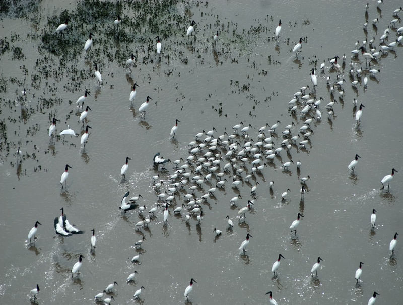 TUIUIÚS NO PANTANAL