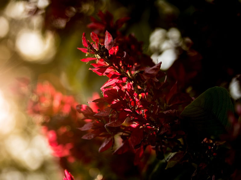FLOR COM SOL