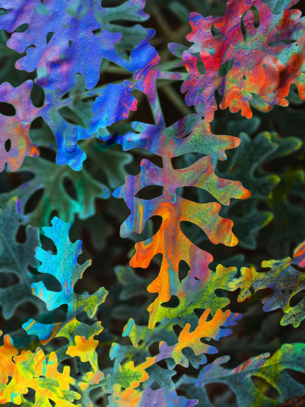 RAINBOW COATED NATURE