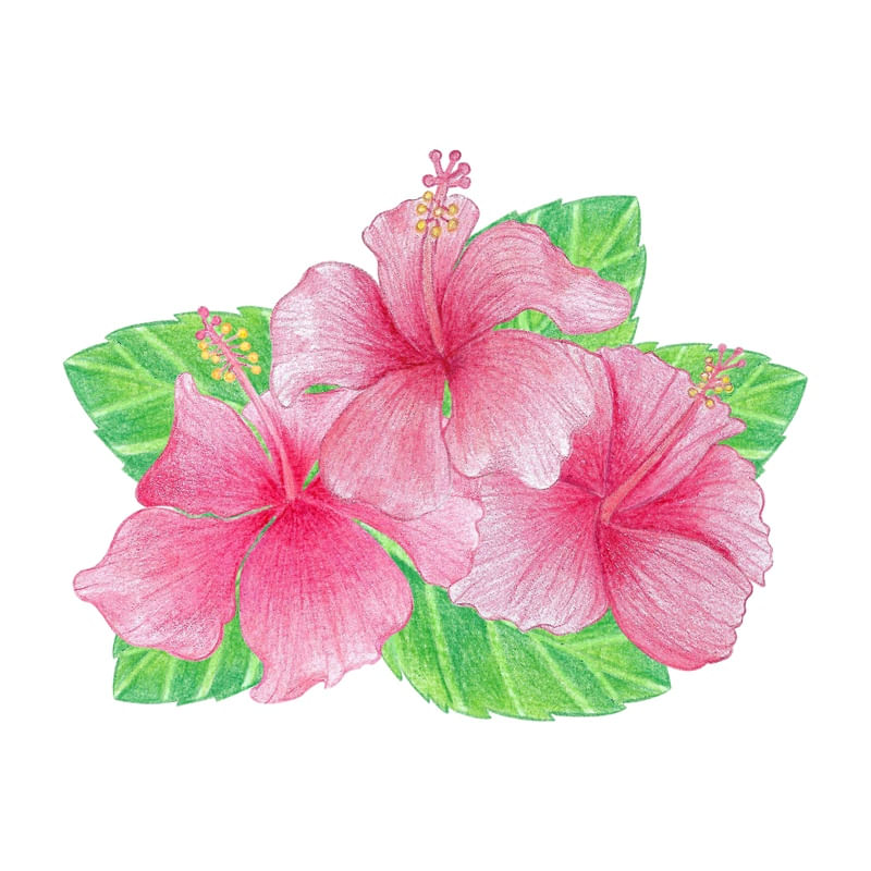 FLOR DE HIBISCO
