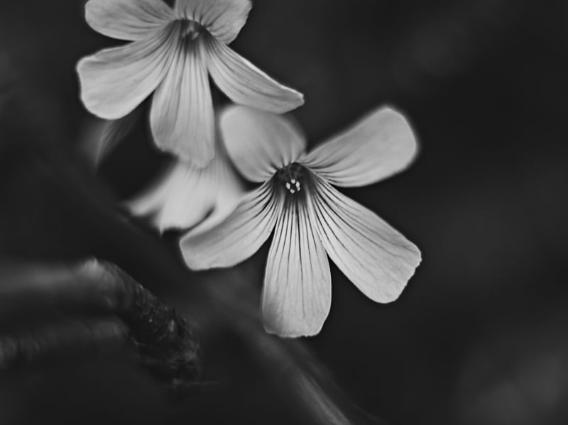 GRAY FLOWERS